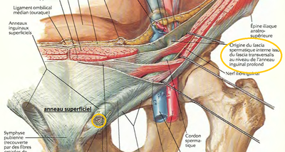 inguinal_ba5877017b.png