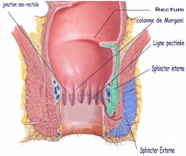 Anatomie-anus.jpg