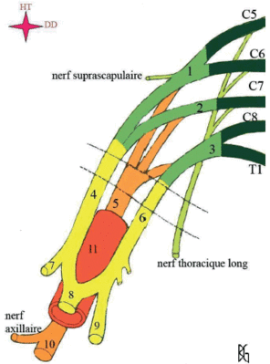 plexus brachial 2.gif