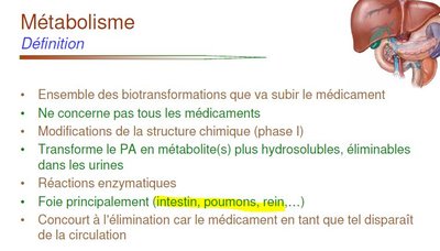 Métabolisme.JPG