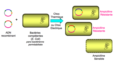 Capture d’écran 2015-05-15 à 23.04.11.png