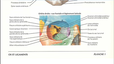 Cavité orbitaire.png