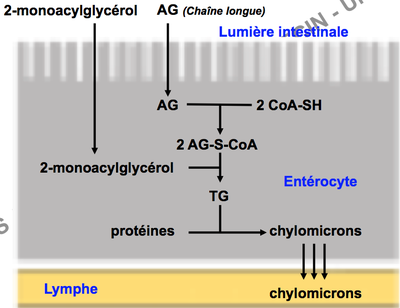 Capture d’écran 2015-08-06 à 15.46.28.png