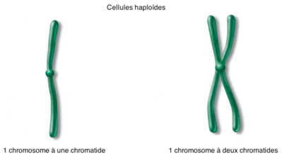 Haploïdie.png
