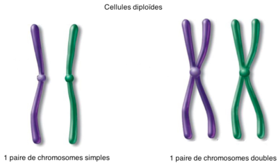 Diploïdie.png