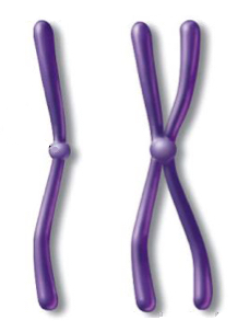 Chromosomes.png