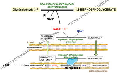 navette glycérol P.png