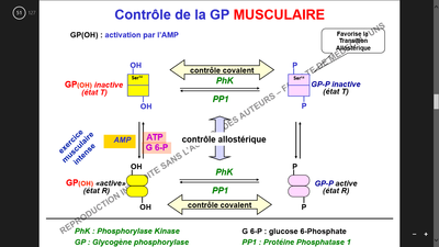 Régulation GP 2.png