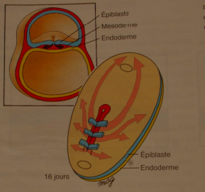 Territoire présomptifs.PNG