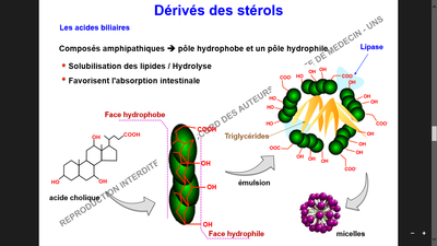 Lipides micelles.png