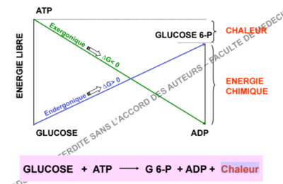 Capture d’écran (121).png