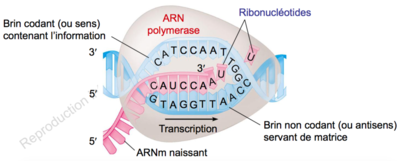 Capture d’écran 2015-09-10 à 13.47.33.png