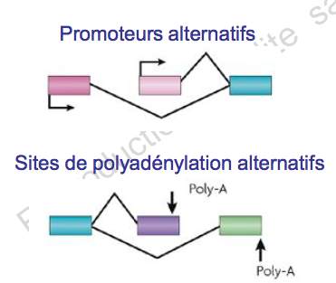 Sites alternatifs.png