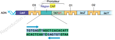 Capture d’écran 2015-09-11 à 11.10.44.png