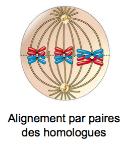 Métaphase I.png