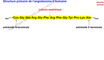 angiotensine II 1.png