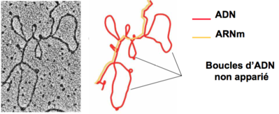 Capture d’écran 2015-09-11 à 22.07.29.png