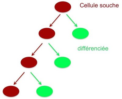 cellules-souches-asymdiv.jpg