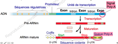 Capture d’écran 2015-09-30 à 19.08.18.png