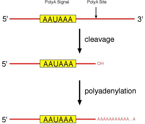 Poly-A.gif