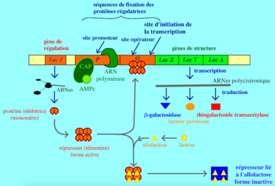 Capture d’écran 2015-09-30 à 22.58.18.png
