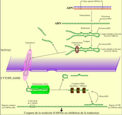 Capture d’écran 2015-10-02 à 13.02.31.png