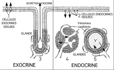 Glandes autour capillaires.jpg