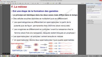 Capture d’écran (42).png