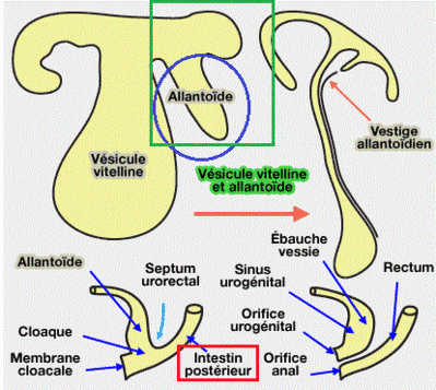 vesicule-allantoide.gif