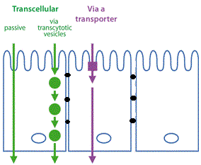 transport transcellulaire.gif