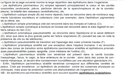 Répartition différents types d'épithélium.png