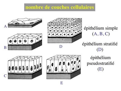 Uni, pluri, pseudostratifié.jpg