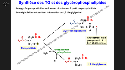 Synthèse trigly.png