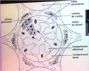 Coupe tube seminifère.jpg