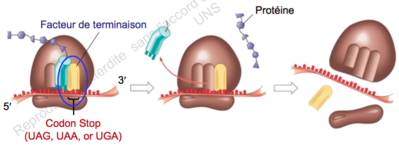 Capture d’écran 2015-10-28 à 13.43.30.png