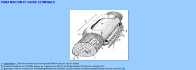 paratendon et gaine synoviale.png