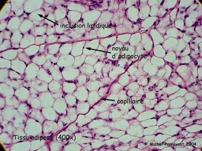 TISSU_ADIPEUX1288103863.jpg