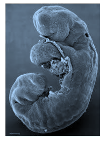 Capture d’écran 2015-11-02 à 16.41.30.png