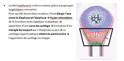 triangle de support.jpg