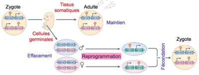 Capture d’écran 2015-11-11 à 13.17.43.png