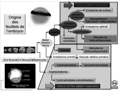 Capture d’écran 2015-11-19 à 09.06.18.png