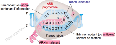Capture d’écran 2015-11-24 à 16.33.48.png