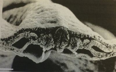 FullSizeRender - copie.jpeg