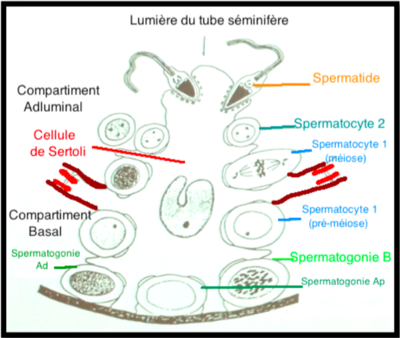 Capture d’écran 2015-12-04 à 20.18.16.png