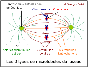 microtubules_fuseau.gif