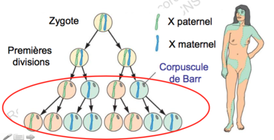 Capture d’écran 2015-12-17 à 19.55.45.png