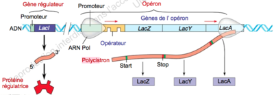 Capture d’écran 2015-12-21 à 11.34.49.png