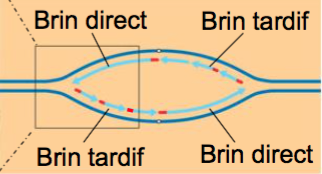 Brin tardif - direct.png