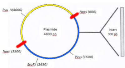 Carte de restriction.png