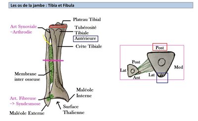 tibia et fibula.jpg
